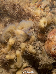 Purple/paarse kokerworm, Sabella Povanina by Eduard Bello 